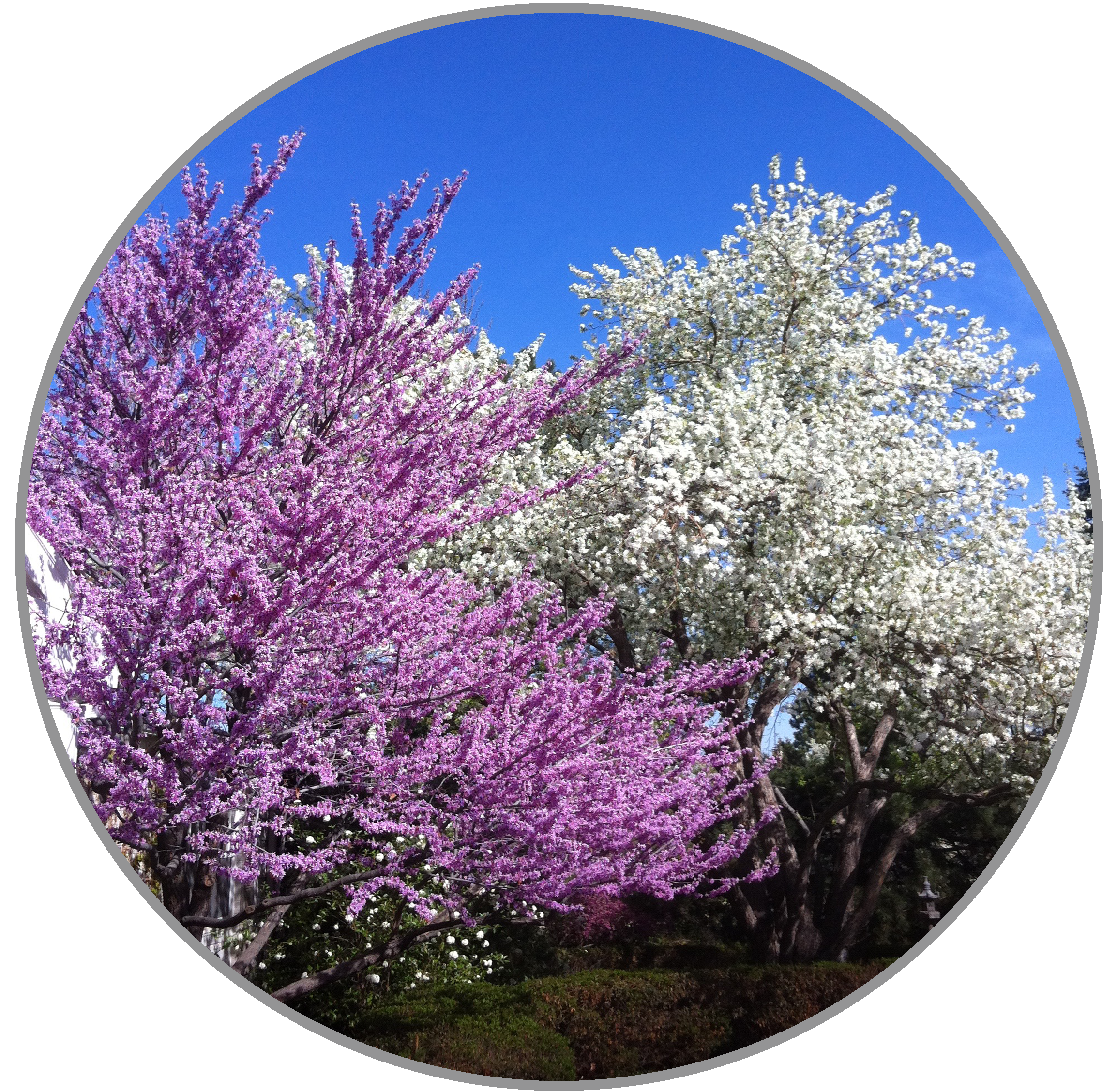 Trees - Planting & Maintaining